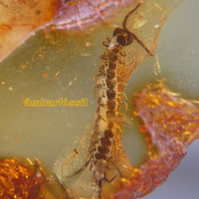 &acirc;mbar com inclus&atilde;o