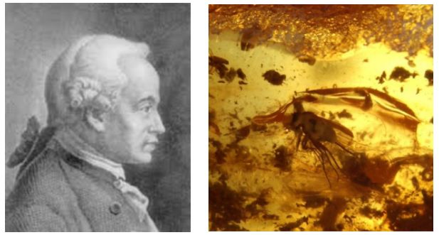  &ldquo;Oh, pequena mosca, se tu pudesses falar, como seria diferente o nosso conhecimento do passado.&rdquo; Emanuel Kant  S&eacute;c. XVIII