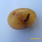 Egg in Baltic amber