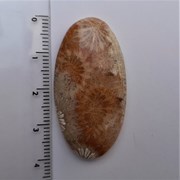 Coral fóssil mineralizado 