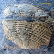 Trilobite (Valongo - Portugal)