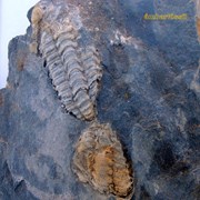 Trilobites (Valongo - Portugal)